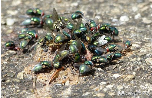 有什么好灭苍蝇_把苍蝇消灭虫子_苍蝇灭