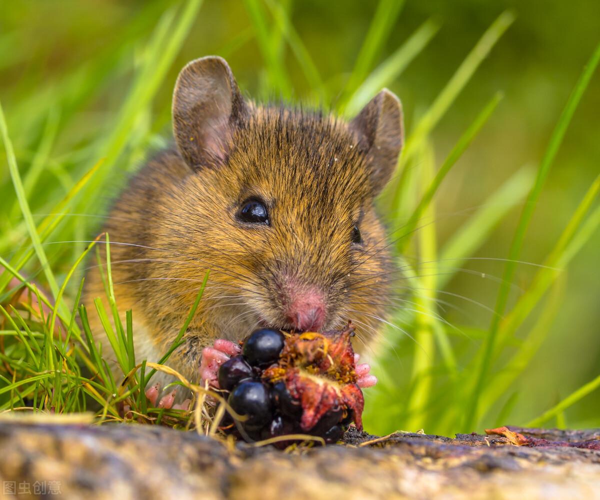 怎样灭鼠最快最有效_有效灭鼠的方法_有效灭鼠神器