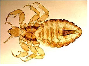 跳蚤灭法_灭跳蚤最有效的偏方_灭跳蚤特效药