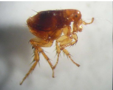 跳蚤灭法_灭跳蚤最有效的偏方_灭跳蚤特效药