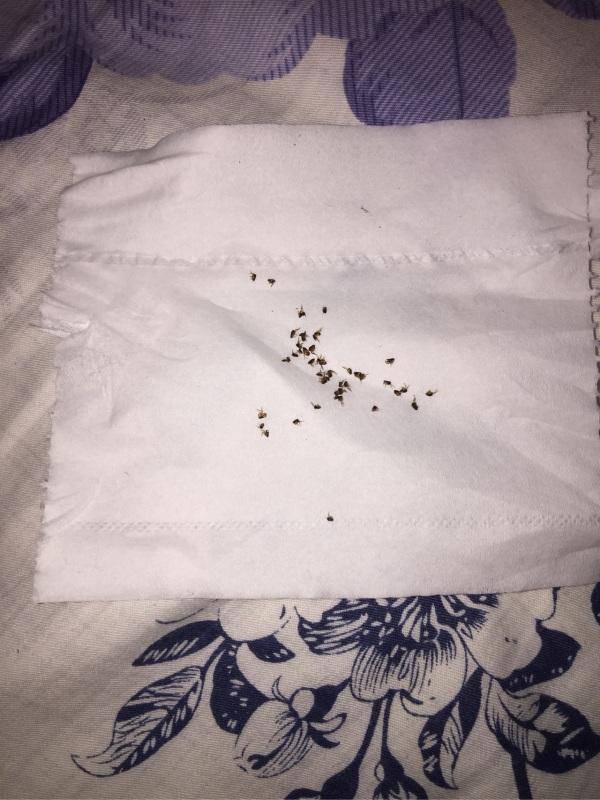 消灭跳蚤小妙招_跳蚤如何杀灭_巧灭跳蚤小妙招