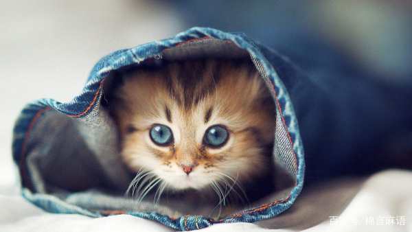 消灭跳蚤小妙招_巧灭跳蚤小妙招_跳蚤如何杀灭