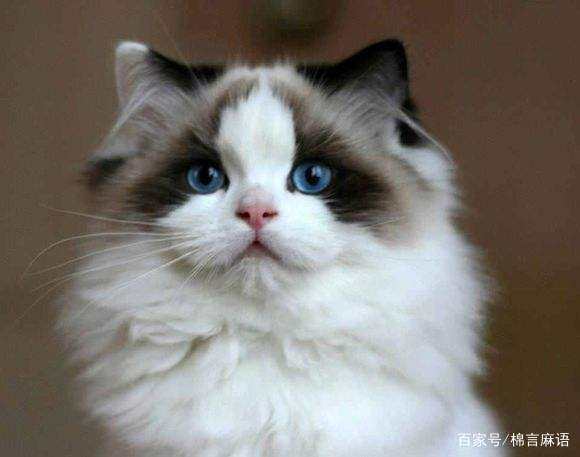 消灭跳蚤小妙招_跳蚤如何杀灭_巧灭跳蚤小妙招