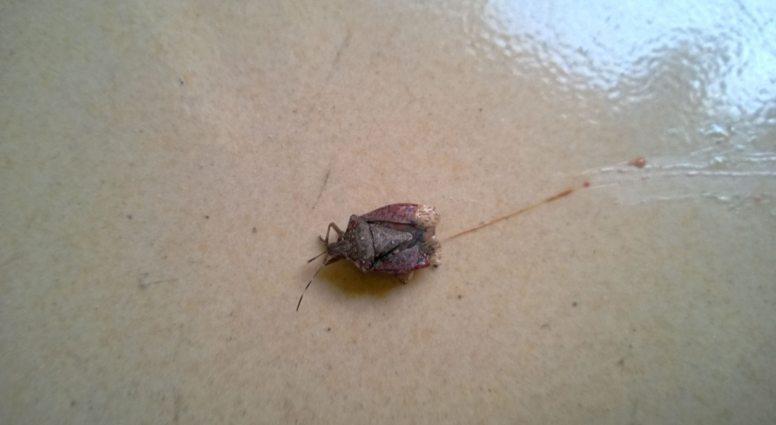 小型臭虫_小型臭虫图片_小型臭虫怎么消灭