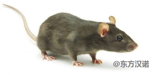 灭老鼠的药_灭老鼠的药特效药_老鼠药灭鼠效果