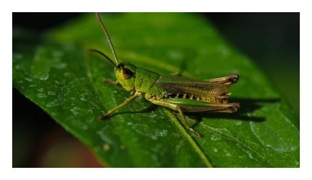 小型臭虫怎么消灭_小型臭虫_小的臭虫