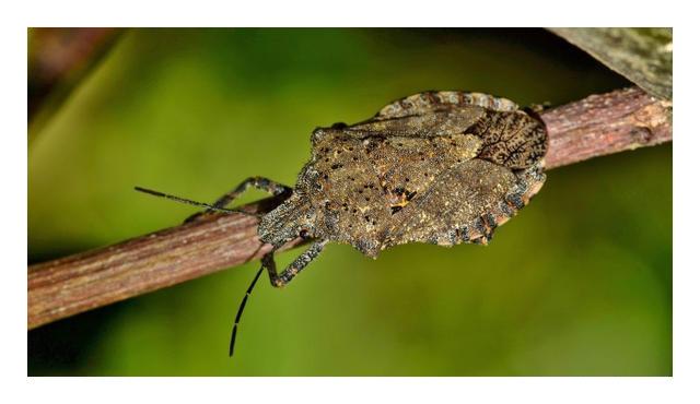 小型臭虫_小的臭虫_小型臭虫怎么消灭