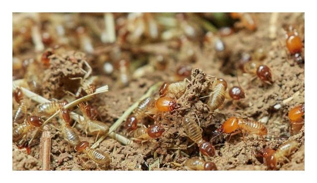 小型臭虫怎么消灭_小型臭虫_小的臭虫