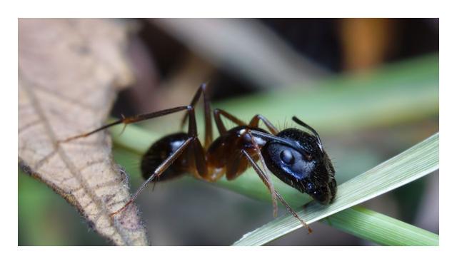 小的臭虫_小型臭虫_小型臭虫怎么消灭