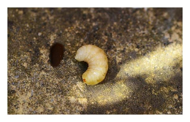 小的臭虫_小型臭虫怎么消灭_小型臭虫