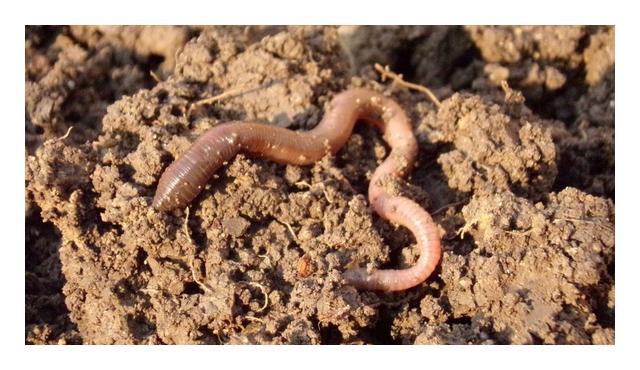 小的臭虫_小型臭虫_小型臭虫怎么消灭