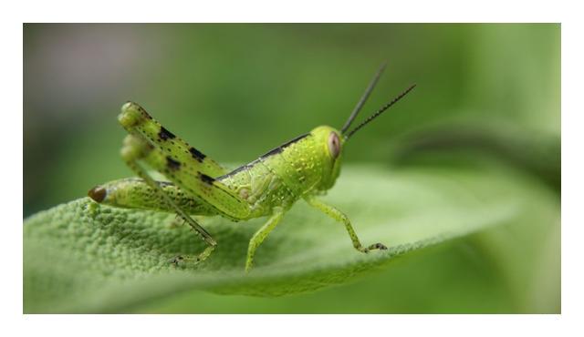 小型臭虫_小的臭虫_小型臭虫怎么消灭