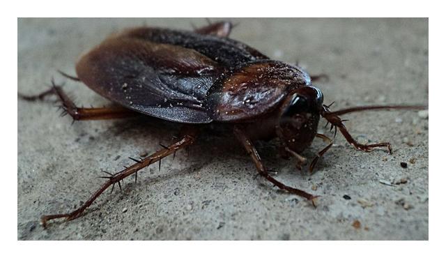 小的臭虫_小型臭虫怎么消灭_小型臭虫