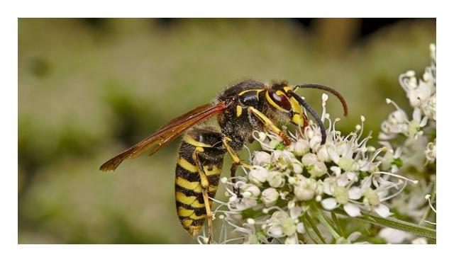 小型臭虫怎么消灭_小的臭虫_小型臭虫