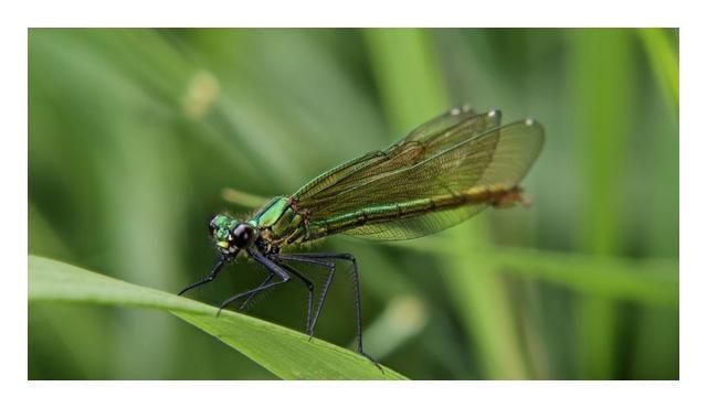 小型臭虫_小的臭虫_小型臭虫怎么消灭