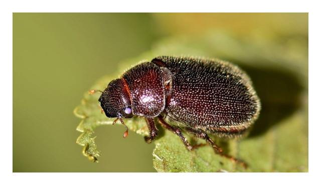 小的臭虫_小型臭虫_小型臭虫怎么消灭