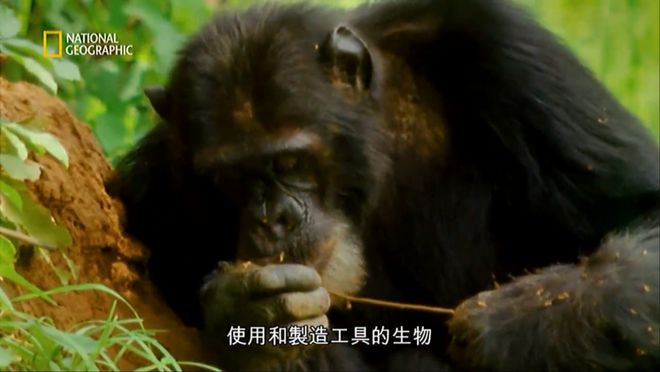 灭臭虫用什么药和什么办法_灭臭虫效果最好的药_灭臭虫方案