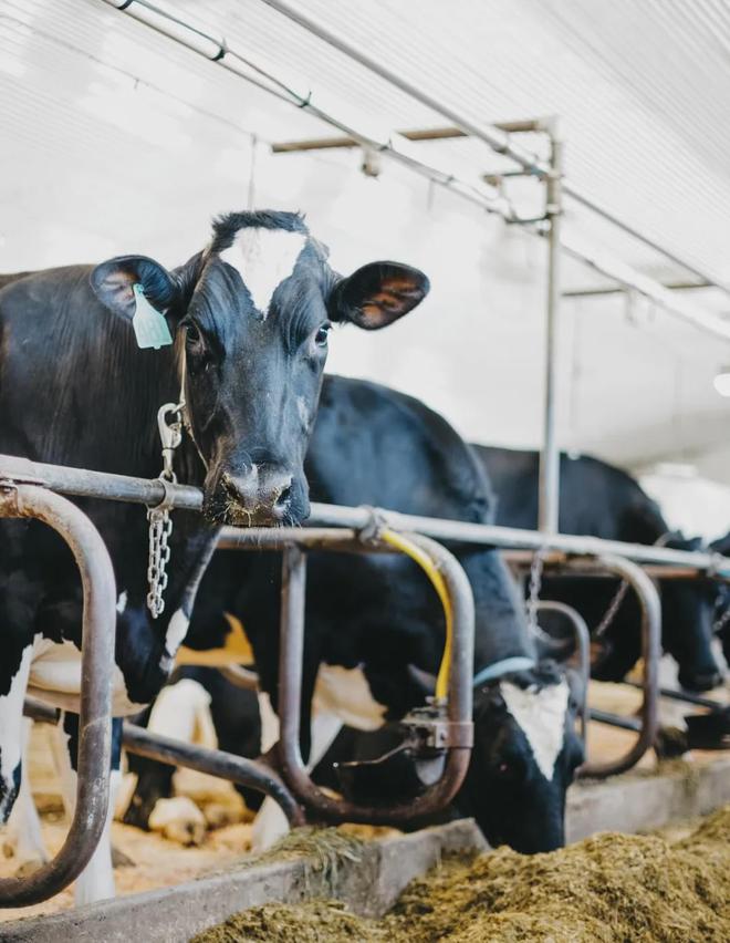 灭臭虫效果最好的药_灭臭虫方案_灭臭虫用什么药和什么办法