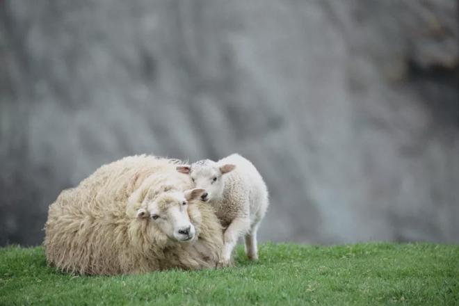 灭臭虫效果最好的药_灭臭虫用什么药和什么办法_灭臭虫方案
