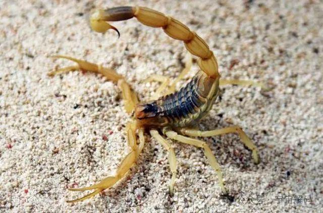 小的臭虫_小型臭虫怎么消灭_小型臭虫