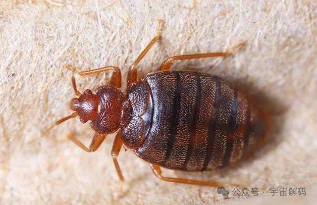 小的臭虫_小型臭虫_小型臭虫怎么消灭
