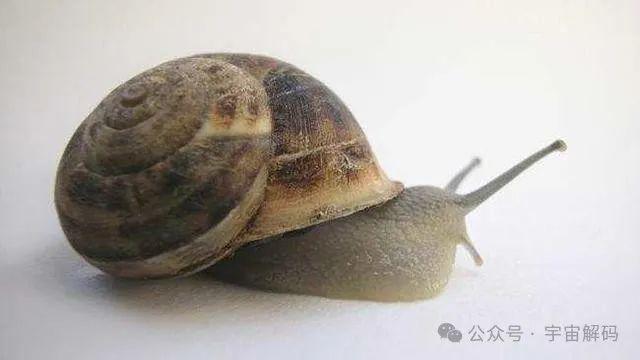 小型臭虫_小的臭虫_小型臭虫怎么消灭