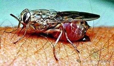 小型臭虫怎么消灭_小的臭虫_小型臭虫