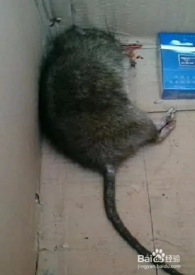 简单有效的老鼠药配方