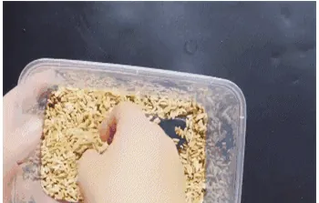 简单有效的老鼠药配方