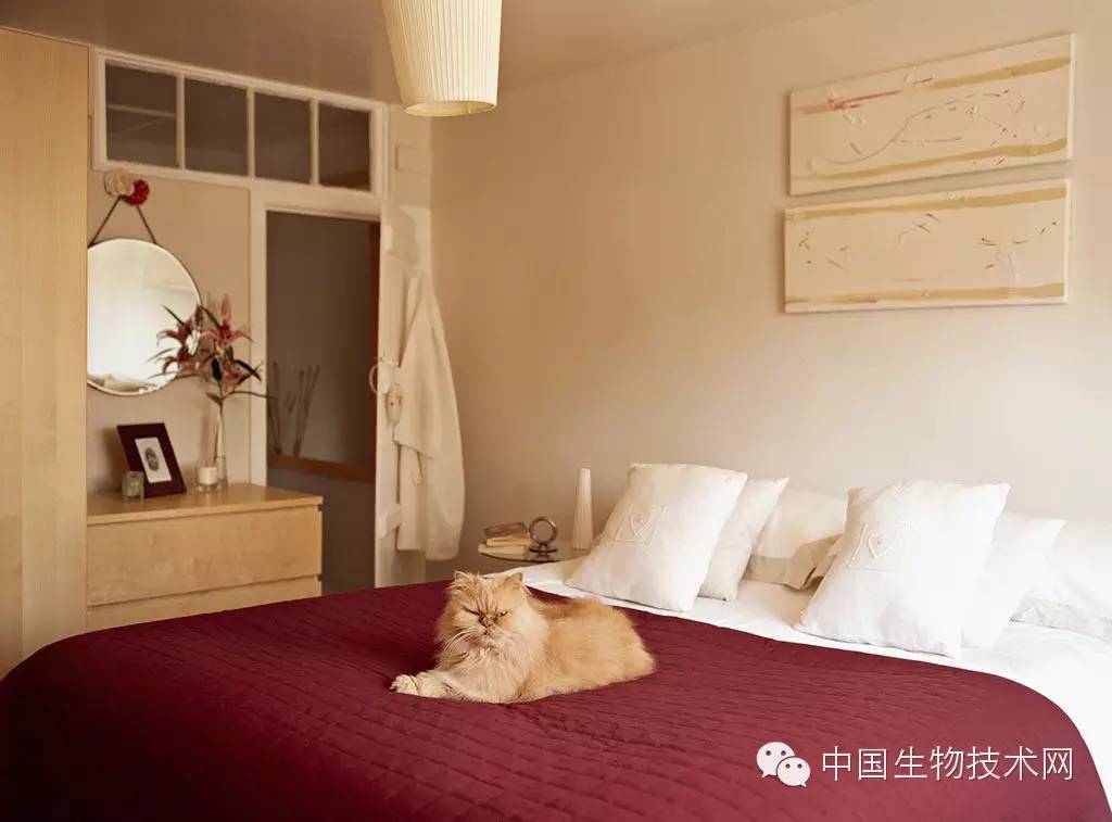 小型臭虫_小的臭虫_小型臭虫怎么消灭