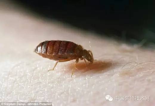 小型臭虫_小型臭虫怎么消灭_小的臭虫