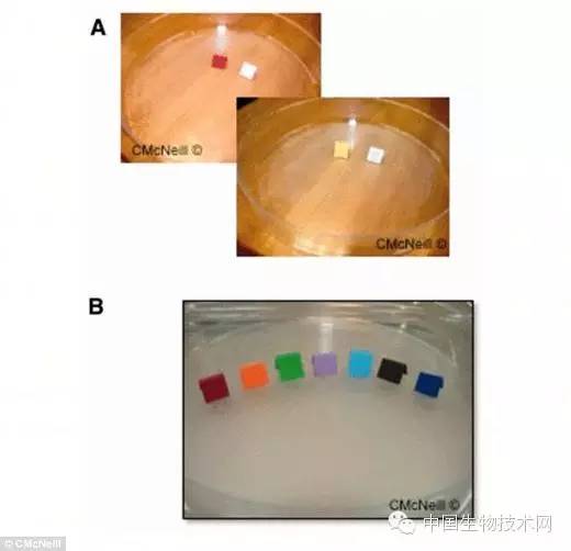 小的臭虫_小型臭虫_小型臭虫怎么消灭