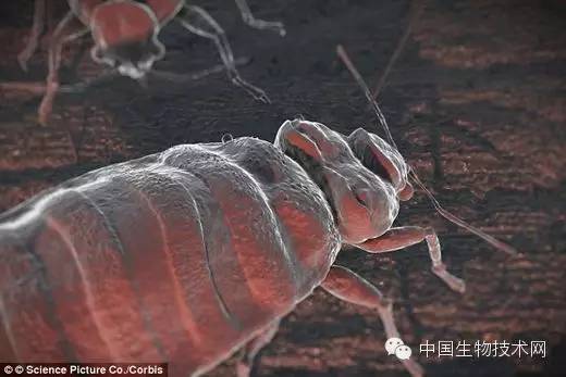 小型臭虫怎么消灭_小的臭虫_小型臭虫