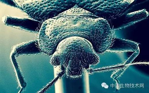 小的臭虫_小型臭虫_小型臭虫怎么消灭