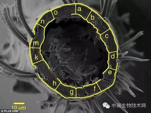 小的臭虫_小型臭虫怎么消灭_小型臭虫
