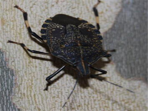 小型臭虫_小型臭虫怎么消灭_小的臭虫