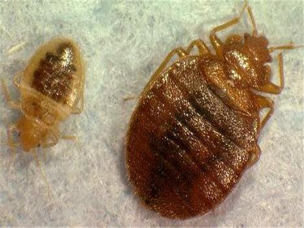 小型臭虫怎么消灭_小的臭虫_小型臭虫