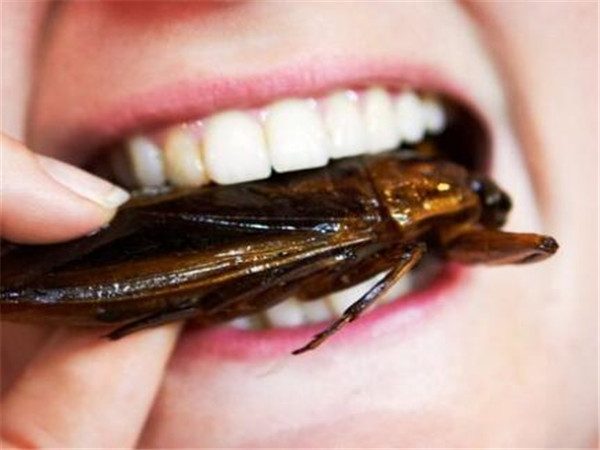 小型臭虫怎么消灭_小的臭虫_小型臭虫