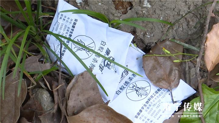 灭白蚁_专业灭白蚁团队_灭白蚁部门