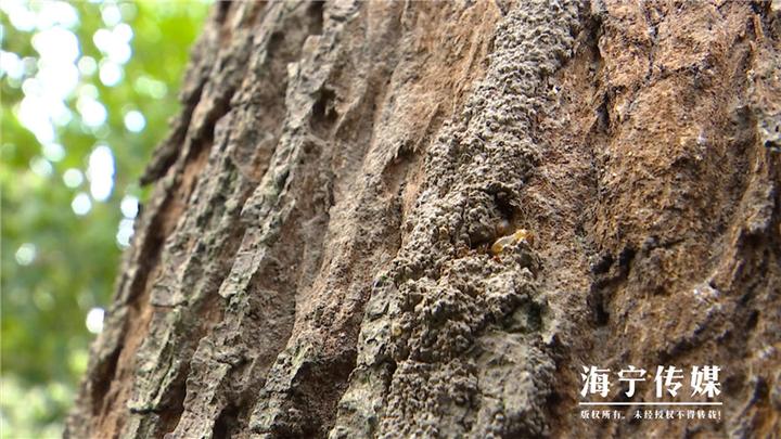 灭白蚁_灭白蚁部门_专业灭白蚁团队