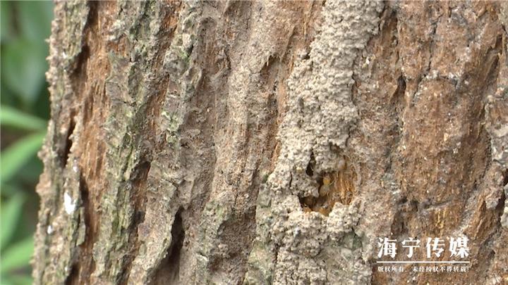 专业灭白蚁团队_灭白蚁_灭白蚁部门