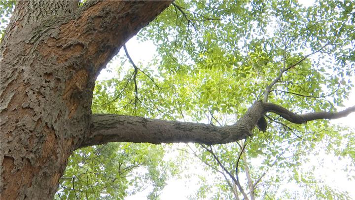 专业灭白蚁团队_灭白蚁部门_灭白蚁