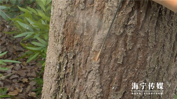 灭白蚁_灭白蚁部门_专业灭白蚁团队