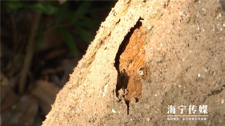 灭白蚁_灭白蚁部门_专业灭白蚁团队