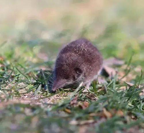 老鼠驱鼠怕种方法图片_老鼠最怕的10种驱鼠方法_老鼠驱鼠怕种方法有哪些