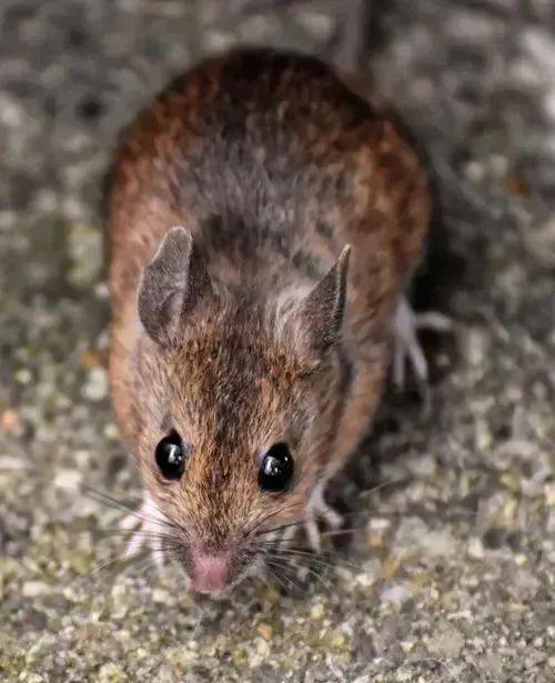 老鼠最怕的10种驱鼠方法_老鼠驱鼠怕种方法有哪些_老鼠驱鼠怕种方法图片