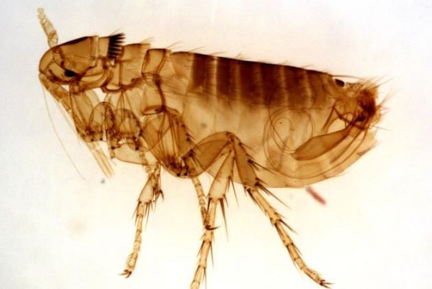 小型臭虫_小型臭虫图片_小型臭虫怎么消灭