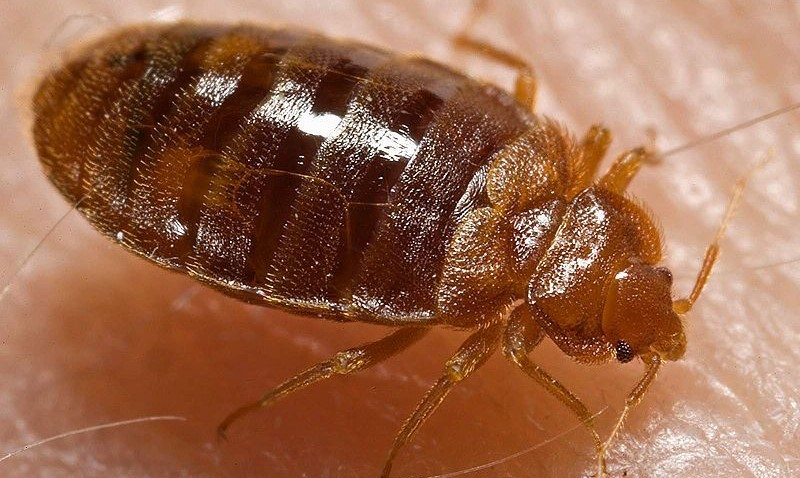 小型臭虫_小型臭虫图片_小型臭虫怎么消灭