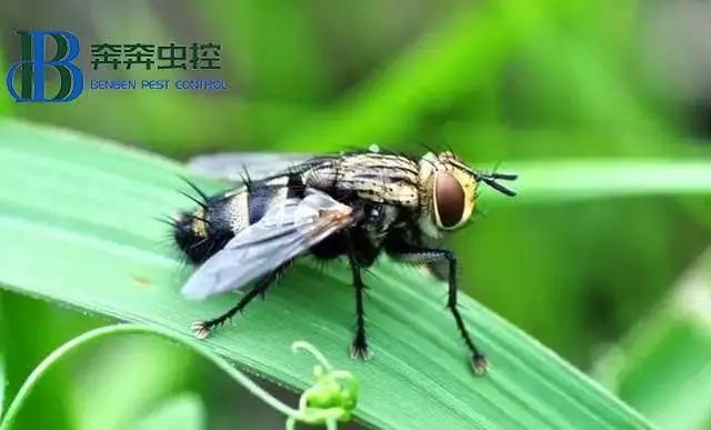 苍蝇消灭苍蝇最好的办法_灭苍蝇最有效的方法_苍蝇用什么方法灭最好