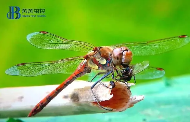 苍蝇消灭苍蝇最好的办法_苍蝇用什么方法灭最好_灭苍蝇最有效的方法